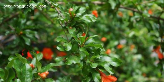 石榴通常生长在哪些地区?如何在家中种植石榴?