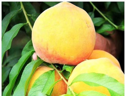 黄桃能直接吃吗?食用前需要注意什么?