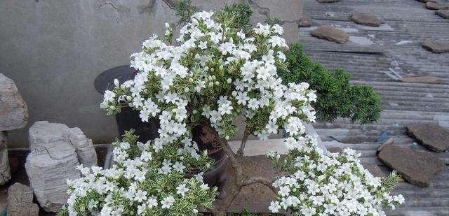 六月雪的花期是什么时候？花期持续多久？