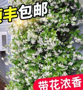 风车茉莉能耐受的最低温度是多少？如何确保其安全过冬？