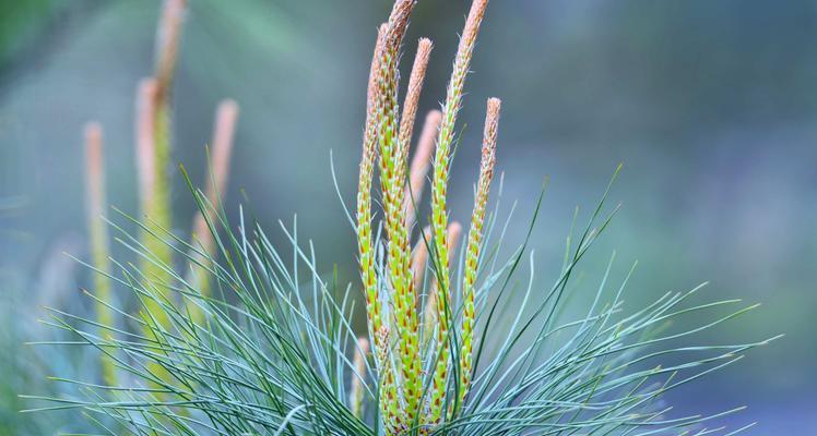 油松属于被子植物吗？油松的分类和特点是什么？_花植网