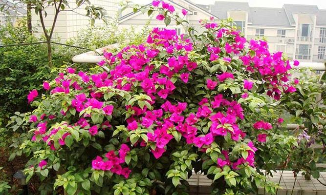 三角梅四季都能开花吗？最佳开花季节是什么时候？