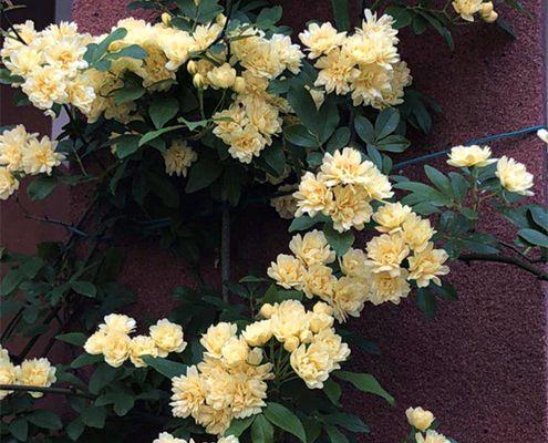 木香花好养活吗？如何确保木香花的生长和繁殖？