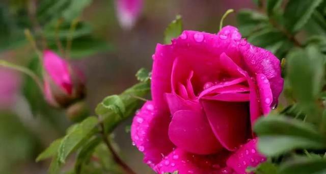 玫瑰的花期是什么时候？如何延长玫瑰的花期？