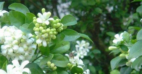 七里香多久浇一次水？如何判断植物需水量？