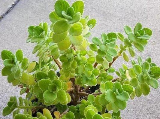 一抹香开花吗？开花时的外观特征是什么？