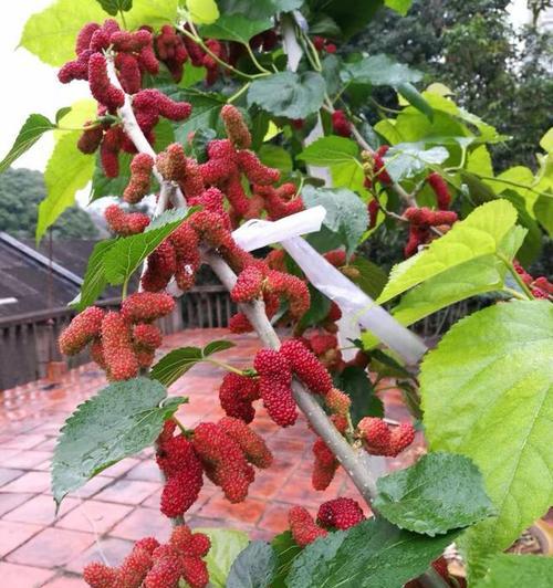 桑葚在家门口种植的可行性？需要哪些条件和步骤？