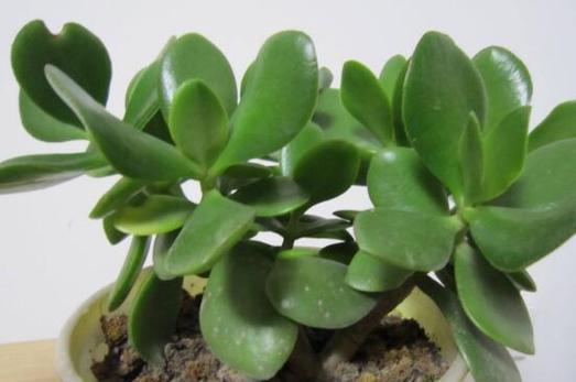 燕子掌种植时选择深盆还是浅盆好？如何决定？