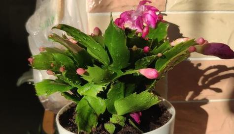 蟹爪兰浇啤酒水有什么好处？需要注意什么？