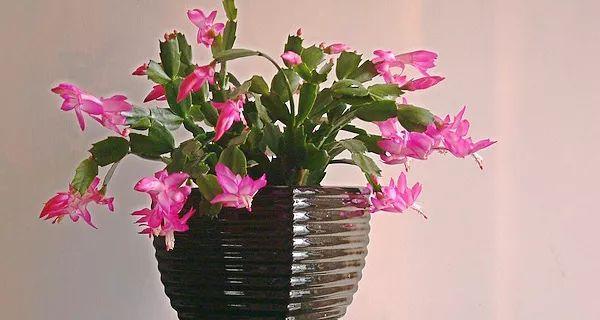 蟹爪兰浇啤酒水有什么好处？需要注意什么？