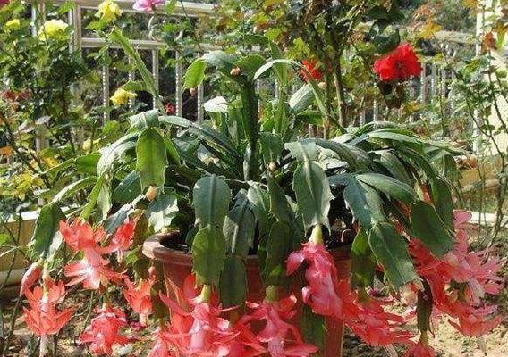 蟹爪兰浇啤酒水有什么好处？需要注意什么？