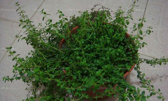 百里香扦插方法是什么？扦插后多久生根？