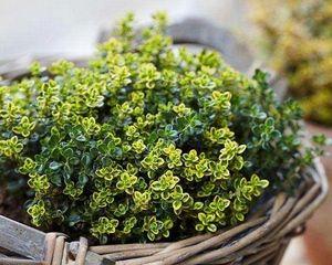 百里香扦插方法是什么？扦插后多久生根？