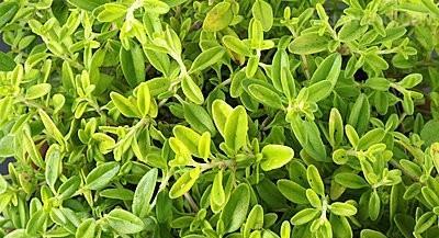 百里香扦插方法是什么？扦插后多久生根？