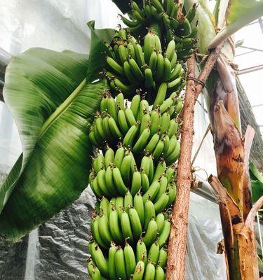 香蕉属于什么植物分类？香蕉的生长环境有哪些特点？