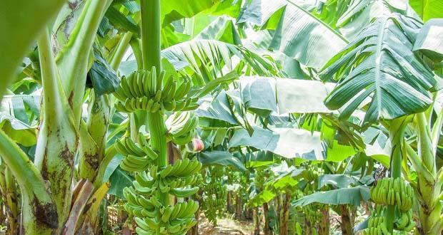 香蕉属于什么植物分类？香蕉的生长环境有哪些特点？