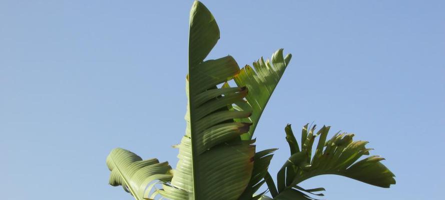 香蕉属于什么植物分类？香蕉的生长环境有哪些特点？