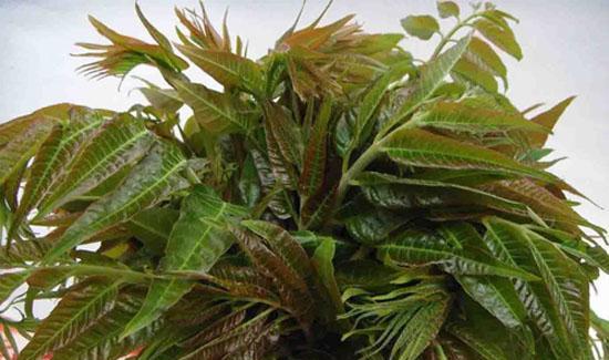 香椿种植的最佳时间是什么时候？如何正确种植香椿？