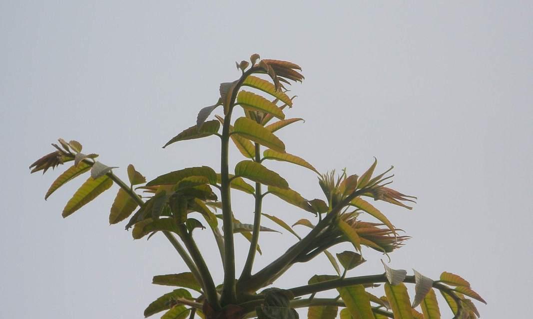 香椿种植的最佳时间是什么时候？如何正确种植香椿？