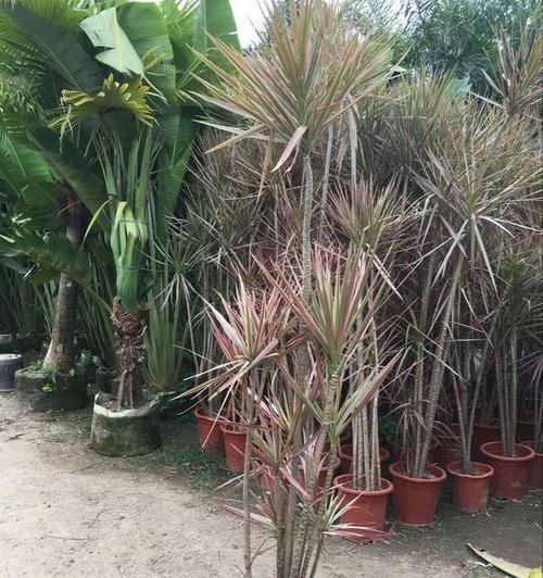 三色木的养殖方法是什么？如何正确养护三色木？