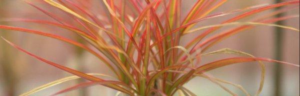 三色木的养殖方法是什么？如何正确养护三色木？