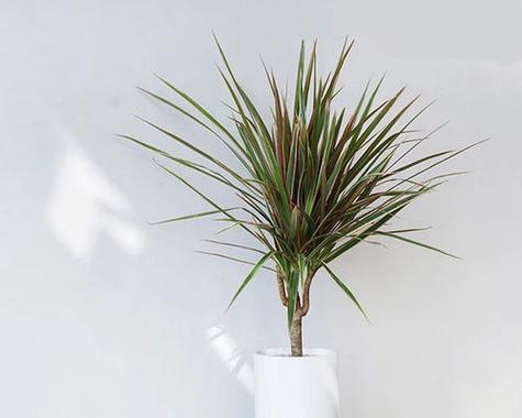 三色木的养殖方法是什么？如何正确养护三色木？