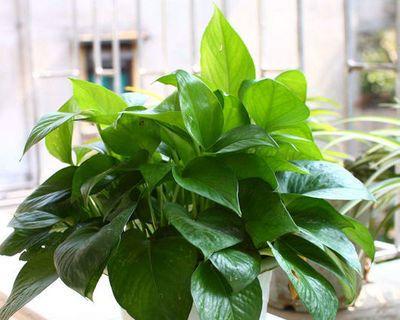 绿萝真的能净化空气吗？它吸甲醛的效果如何？