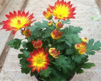 千头菊是多年生植物吗？千头菊的生命周期是多久？