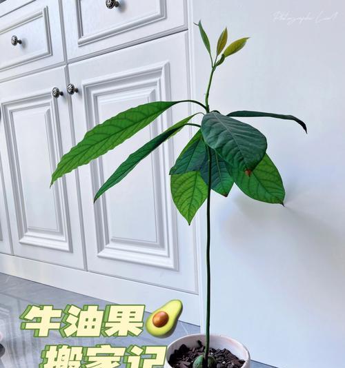 牛油果长什么样子？如何辨别成熟牛油果？