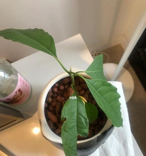 牛油果长什么样子？如何辨别成熟牛油果？