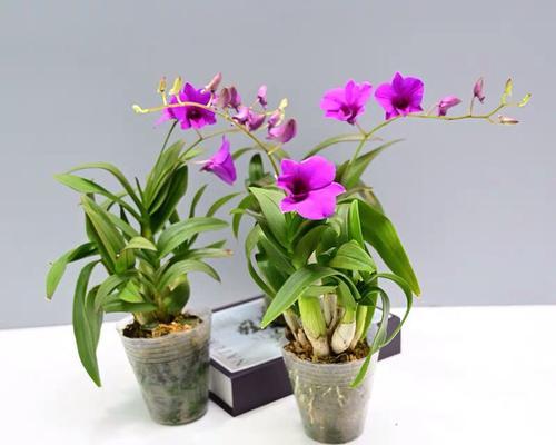 家里养石斛风水好吗?石斛对家居风水有何影响?