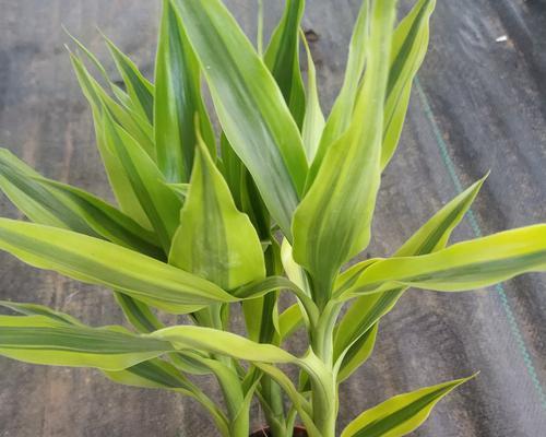 荷花竹水培好还是土培好？哪种方法更适合家庭养护？