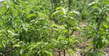 桃树种子怎么种植?种植桃树种子的正确步骤是什么?