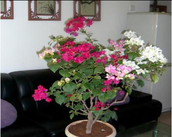 三角梅种植时盆栽大小如何选择？适合的盆径是多少？