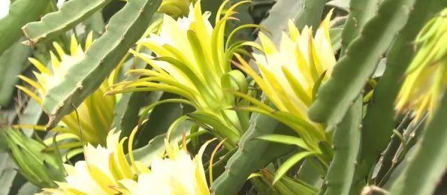 火龙果一年开几次花?如何促进火龙果多开花? 火龙果一年开几次花?如何促进火龙果多开花?