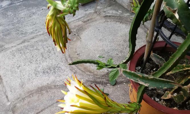 火龙果一年开几次花?如何促进火龙果多开花? 火龙果一年开几次花?如何促进火龙果多开花?