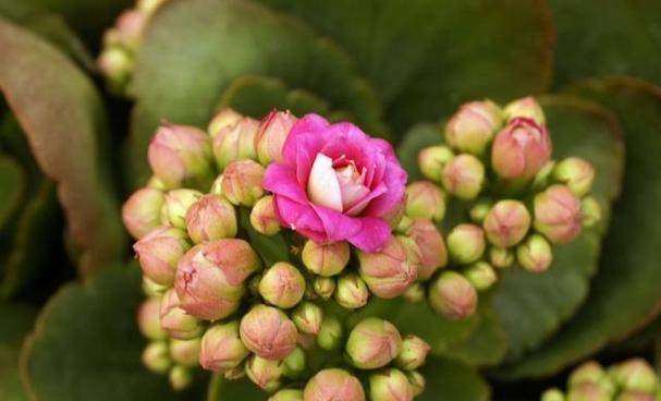 长寿花什么时候开花？花期持续多久？