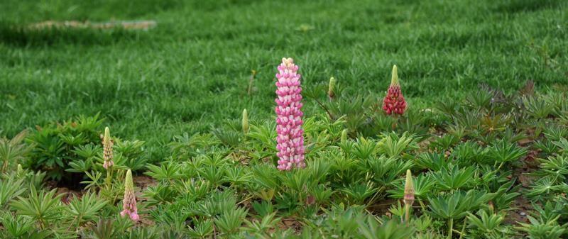鲁冰花开花后如何正确处理？维护和繁殖的秘诀是什么？