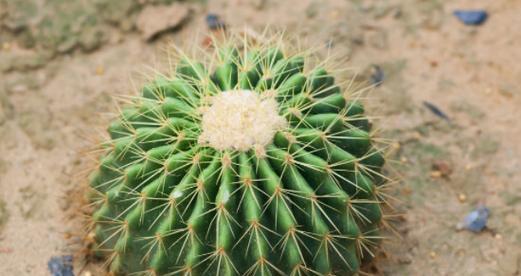 仙人球怕晒吗？如何正确给仙人球晒太阳？