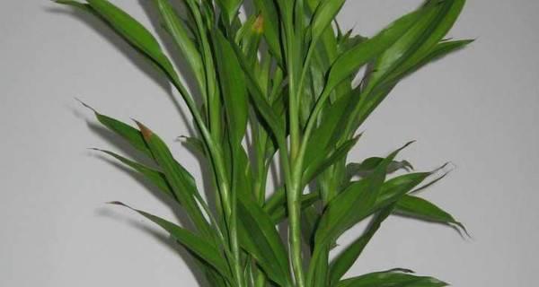 富贵竹的生长过程是怎样的？如何正确养护？