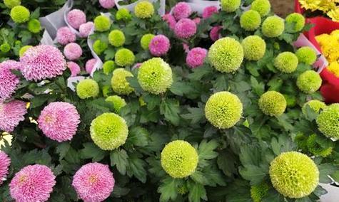 菊花多长时间开花？养多久开花一次？