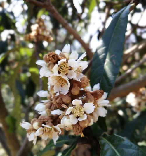 批杷种植几年才能结果实？开花结果需要多长时间？_花植网