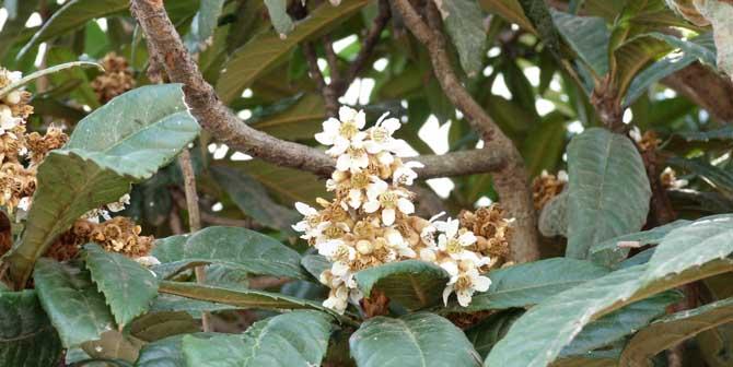 批杷种植几年才能结果实？开花结果需要多长时间？_花植网