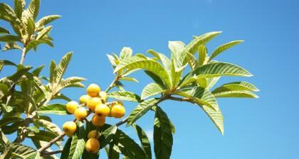 批杷种植几年才能结果实？开花结果需要多长时间？_花植网