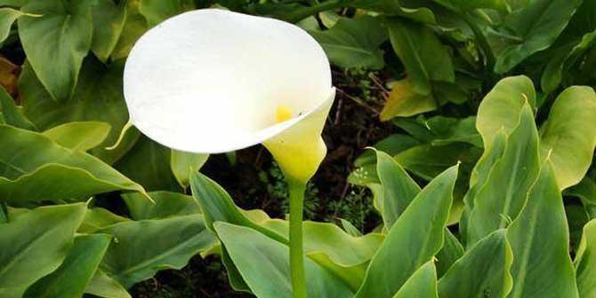 马蹄莲块茎繁殖与种植方法是什么？如何正确进行？