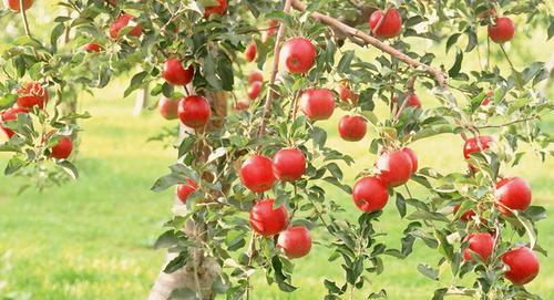 苹果树的生长习性特点是什么？生长环境条件有哪些要求？