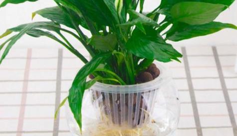 水培与土培哪种更适合如意植物？各自的优缺点是什么？