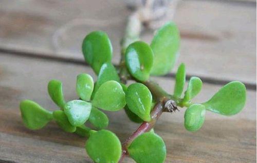 金枝玉叶扦插后多久能生根？如何加速生根过程？