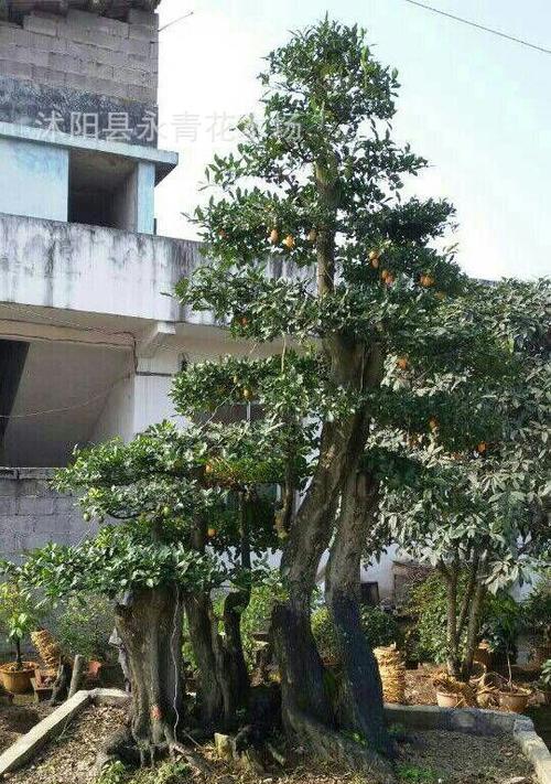 金弹子是什么树生长在哪些地方？如何识别和养护金弹子？