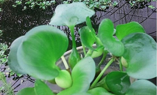 水葫芦有毒吗？室内养殖需要注意什么？